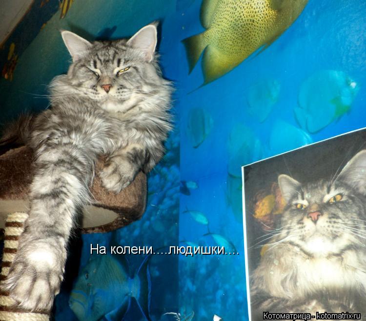 На колени....людишки....... Котоматрица: На колени....людишки....