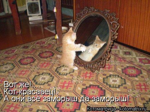 Вот же!.... Кот-красавец!. А они всё заморыш да заморыш!... Котоматрица: Вот же!.... Кот-красавец!. А они всё заморыш да заморыш!