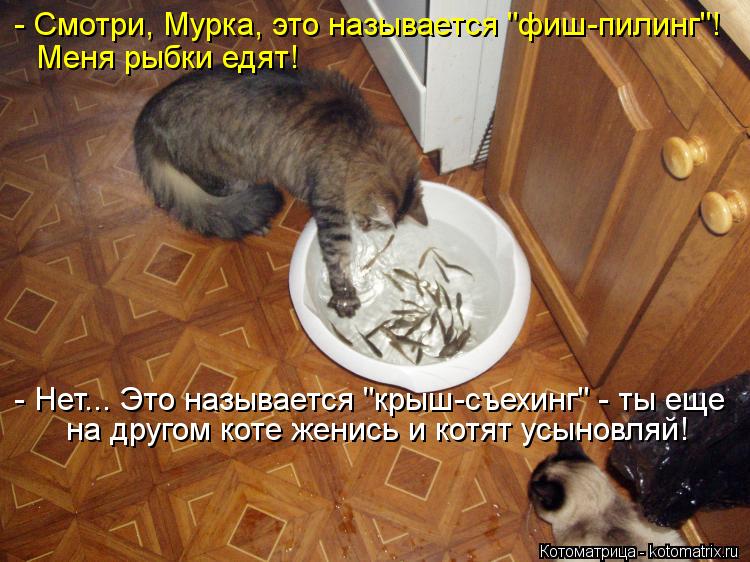 - Смотри, Мурка, это называется "фиш-пилинг"! Меня рыбки едят! - Нет... Это называется "крыш-съехинг"... Котоматрица: - Смотри, Мурка, это называется "фиш-пилинг"! Меня рыбки едят! - Нет... Это называется "крыш-съехинг" - ты еще на другом коте женись и котят усынов