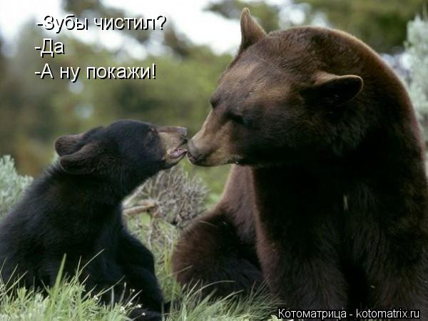 -Зубы чистил? -Да -А ну покажи!... Котоматрица: -Зубы чистил? -Да -А ну покажи!