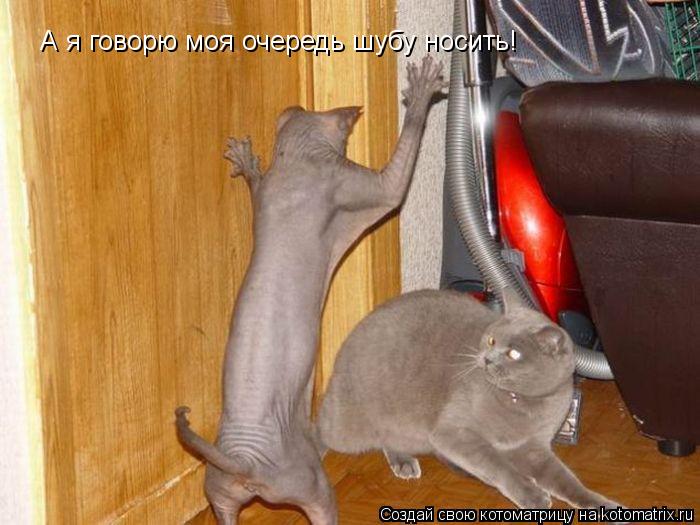 А я говорю моя очередь шубу носить!... Котоматрица: А я говорю моя очередь шубу носить!