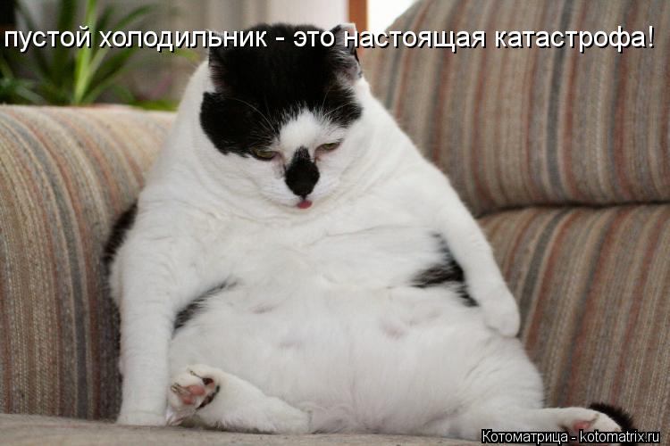 пустой холодильник - это настоящая катастрофа!... Котоматрица: пустой холодильник - это настоящая катастрофа!
