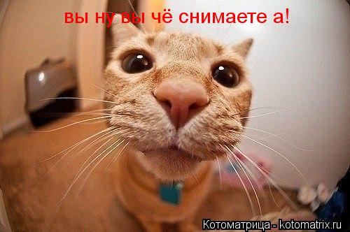 вы ну вы чё снимаете а!... Котоматрица: вы ну вы чё снимаете а!