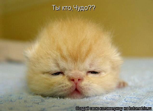 Ты кто,Чудо??... Котоматрица: Ты кто,Чудо??