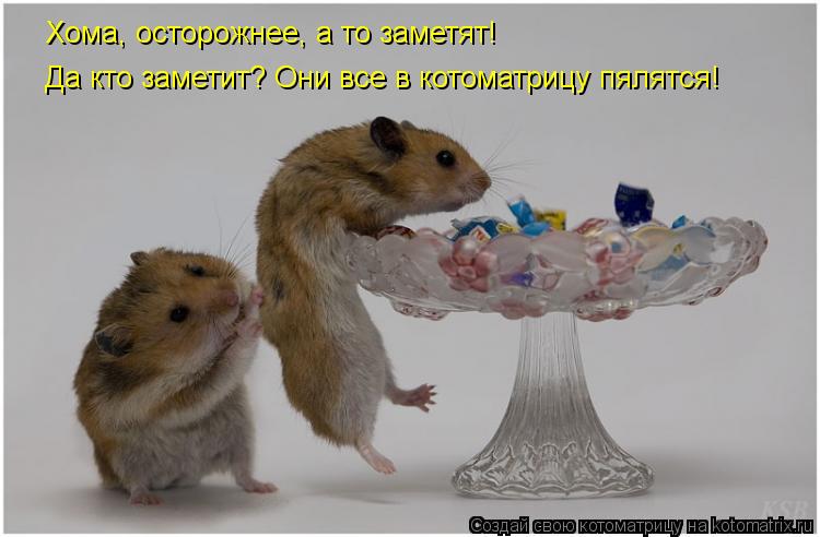 Хома, осторожнее, а то заметят! Да кто заметит? Они все в котоматрицу пялятся!... Котоматрица: Хома, осторожнее, а то заметят! Да кто заметит? Они все в котоматрицу пялятся!