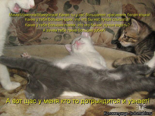 Мама!Мамочка!Мамуличка! Какая ты у нас большаяяя, красиваяя белая кошка! Какие у тебя большие ушки, э... Котоматрица: Мама!Мамочка!Мамуличка! Какая ты у нас большаяяя, красиваяя белая кошка! Какие у тебя большие ушки, это что бы нас лучше слышать? Какие у тебя
