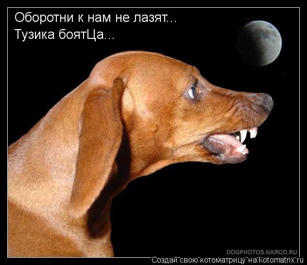 Оборотни к нам не лазят... Тузика боятЦа...... Котоматрица: Оборотни к нам не лазят... Тузика боятЦа...