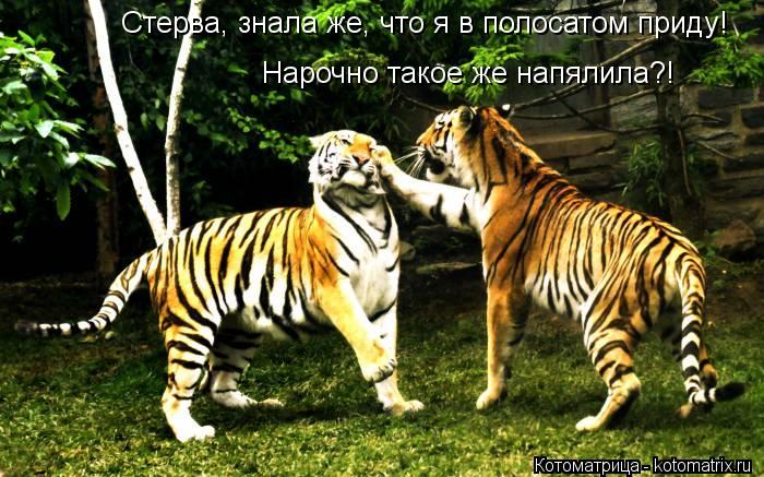 Стерва, знала же, что я в полосатом приду! Нарочно такое же напялила?!... Котоматрица: Стерва, знала же, что я в полосатом приду! Нарочно такое же напялила?!
