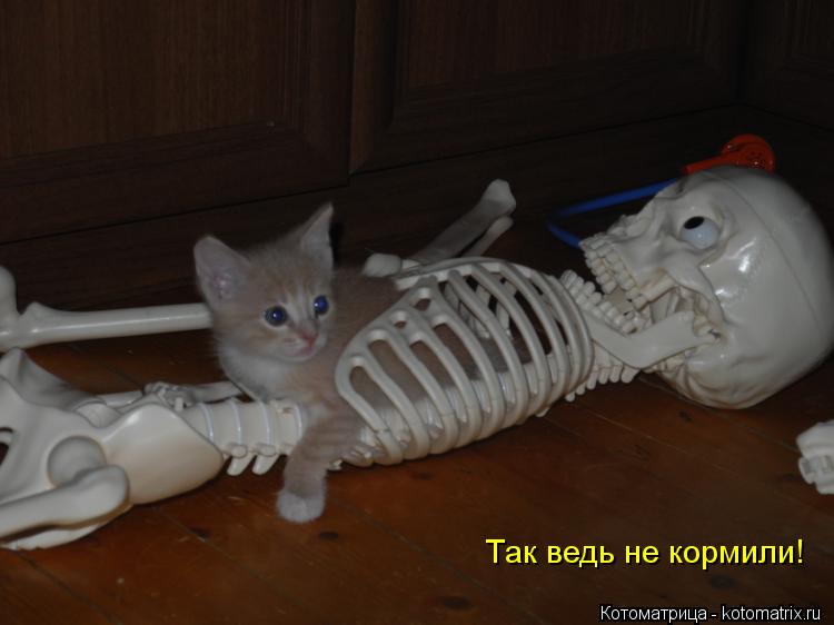 Так ведь не кормили!... Котоматрица: Так ведь не кормили!