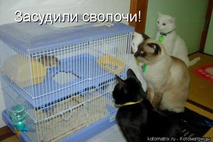 Засудили сволочи!... Котоматрица: Засудили сволочи!