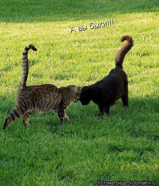 А вы быки!!!... Котоматрица: А вы быки!!!