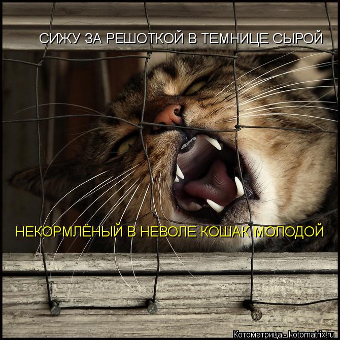 СИЖУ ЗА РЕШОТКОЙ В ТЕМНИЦЕ СЫРОЙ НЕКОРМЛЁНЫЙ В НЕВОЛЕ КОШАК МОЛОДОЙ... Котоматрица: СИЖУ ЗА РЕШОТКОЙ В ТЕМНИЦЕ СЫРОЙ НЕКОРМЛЁНЫЙ В НЕВОЛЕ КОШАК МОЛОДОЙ