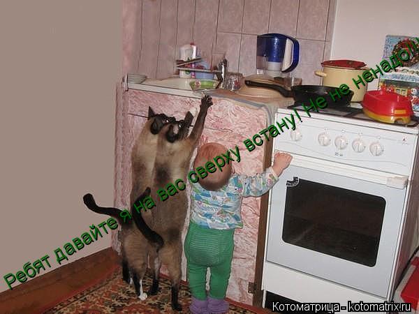 Ребят давайте я на вас сверху встану! Не не ненадо!!!... Котоматрица: Ребят давайте я на вас сверху встану! Не не ненадо!!!