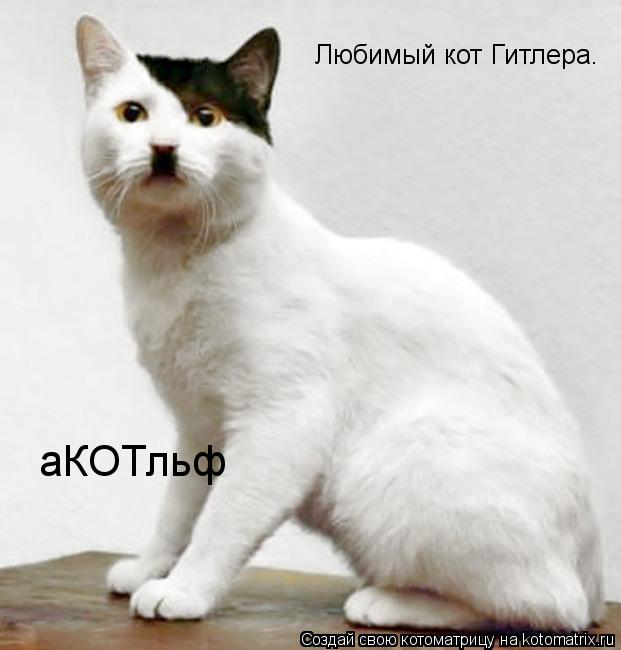 Любимый кот Гитлера. аКОТльф... Котоматрица: Любимый кот Гитлера. аКОТльф