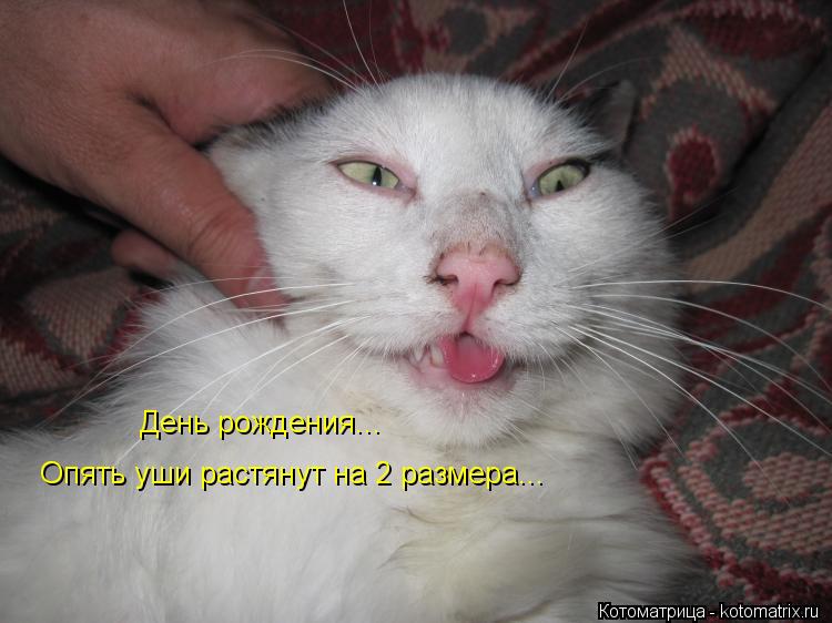 День рождения... Опять уши растянут на 2 размера...... Котоматрица: День рождения... Опять уши растянут на 2 размера...
