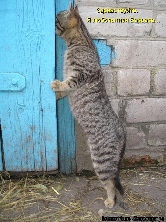 Я любопытная Варвара... Здравствуйте.... Котоматрица: Я любопытная Варвара... Здравствуйте.