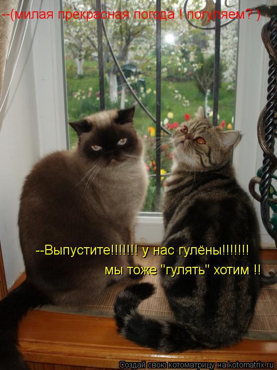 --Выпустите!!!!!!! у нас гулёны!!!!!!! (милая прекрасная погода ! погуляем? ) -- мы тоже "гулять" хот... Котоматрица: --Выпустите!!!!!!! у нас гулёны!!!!!!! (милая прекрасная погода ! погуляем? ) -- мы тоже "гулять" хотим !!