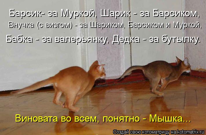 Барсик- за Муркой, Шарик - за Барсиком, Внучка (с визгом) - за Шариком, Барсиком и Муркой, Бабка - за... Котоматрица: Барсик- за Муркой, Шарик - за Барсиком, Внучка (с визгом) - за Шариком, Барсиком и Муркой, Бабка - за валерьянку, Дедка - за бутылку. Виновата во в