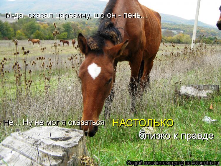 М-да, сказал царевичу, шо он - пень... Не... Ну не мог я оказаться НАСТОЛЬКО близко к правде... Котоматрица: М-да, сказал царевичу, шо он - пень... Не... Ну не мог я оказаться НАСТОЛЬКО близко к правде