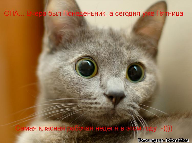 ОПА... Вчера был Понеденьник, а сегодня уже Пятница Самая класная рабочая неделя в этом году :-))))... Котоматрица: ОПА... Вчера был Понеденьник, а сегодня уже Пятница Самая класная рабочая неделя в этом году :-))))