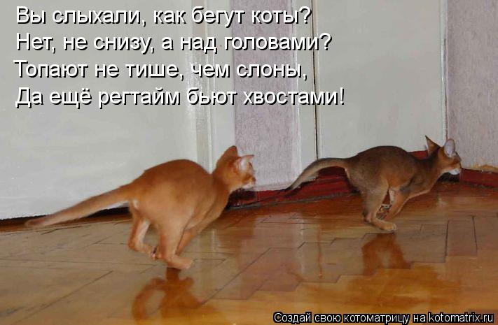 Вы слыхали, как бегут коты? Нет, не снизу, а над головами? Топают не тише, чем слоны, Да ещё регтайм ... Котоматрица: Вы слыхали, как бегут коты? Нет, не снизу, а над головами? Топают не тише, чем слоны, Да ещё регтайм бьют хвостами!