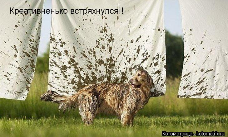 Креативненько встряхнулся!!... Котоматрица: Креативненько встряхнулся!!