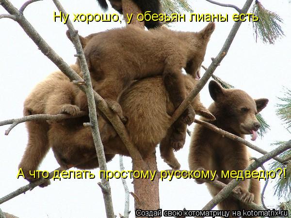 Ну хорошо, у обезьян лианы есть А что делать простому русскому медведю?!... Котоматрица: Ну хорошо, у обезьян лианы есть А что делать простому русскому медведю?!
