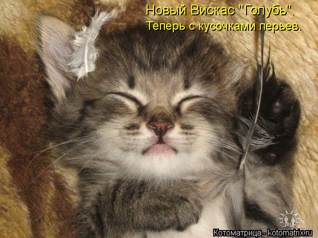 Новый Вискас "Голубь". Теперь с кусочками перьев.... Котоматрица: Новый Вискас "Голубь". Теперь с кусочками перьев.