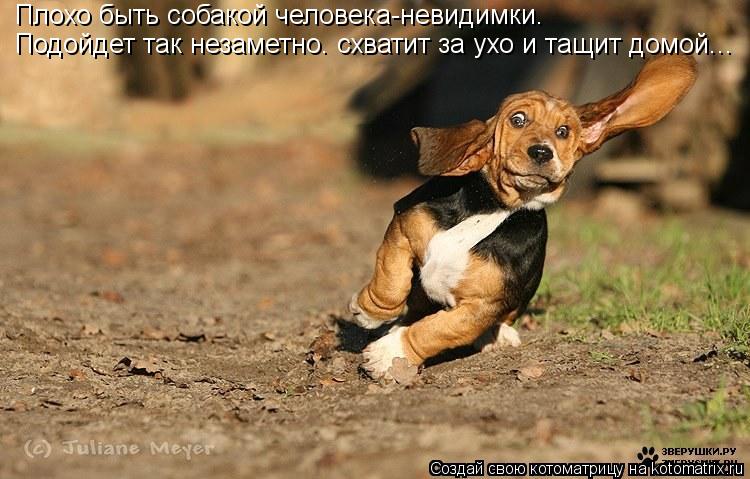 Плохо быть собакой человека-невидимки. Подойдет так незаметно. схватит за ухо и тащит домой...... Котоматрица: Плохо быть собакой человека-невидимки. Подойдет так незаметно. схватит за ухо и тащит домой...