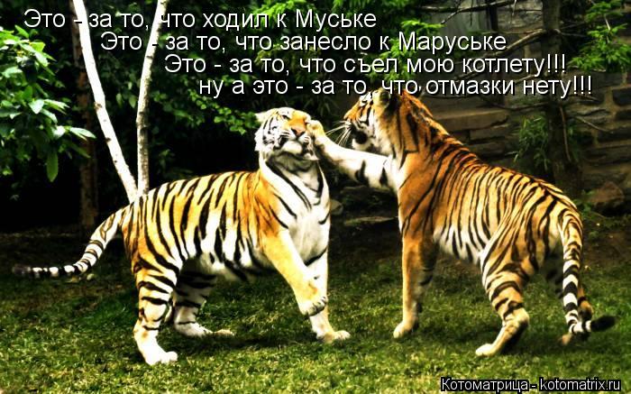 Это - за то, что ходил к Муське Это - за то, что занесло к Маруське Это - за то, что съел мою котлету... Котоматрица: Это - за то, что ходил к Муське Это - за то, что занесло к Маруське Это - за то, что съел мою котлету!!! ну а это - за то, что отмазки нету!!!