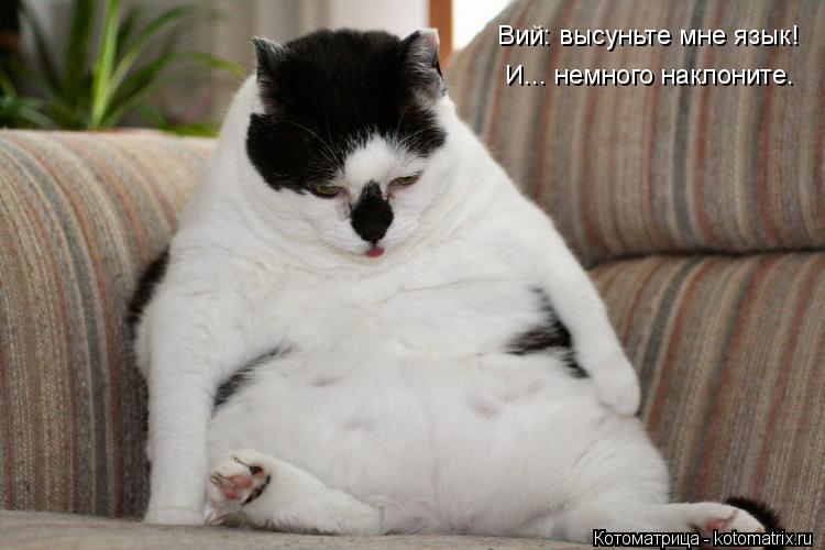 Вий: высуньте мне язык! И... немного наклоните.... Котоматрица: Вий: высуньте мне язык! И... немного наклоните.