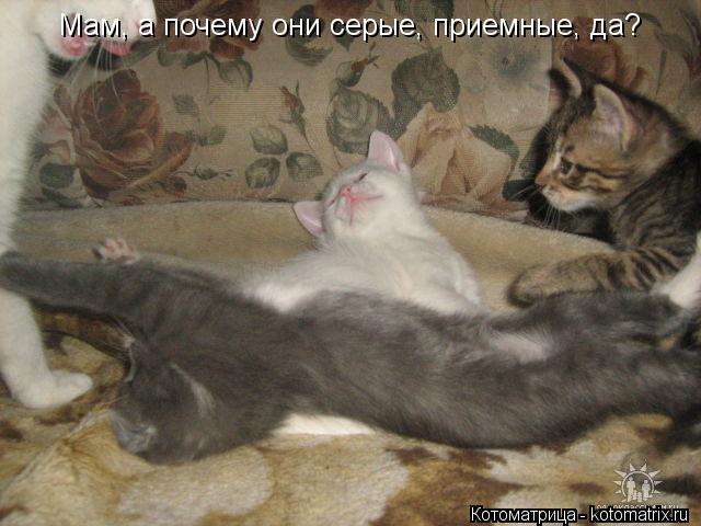 Мам, а почему они серые, приемные, да?... Котоматрица: Мам, а почему они серые, приемные, да?