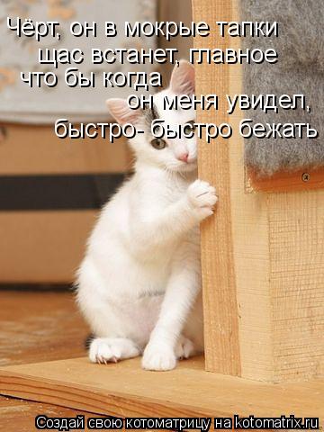 Чёрт, он в мокрые тапки щас встанет, главное что бы когда он меня увидел, быстро- быстро бежать... Котоматрица: Чёрт, он в мокрые тапки щас встанет, главное что бы когда он меня увидел, быстро- быстро бежать