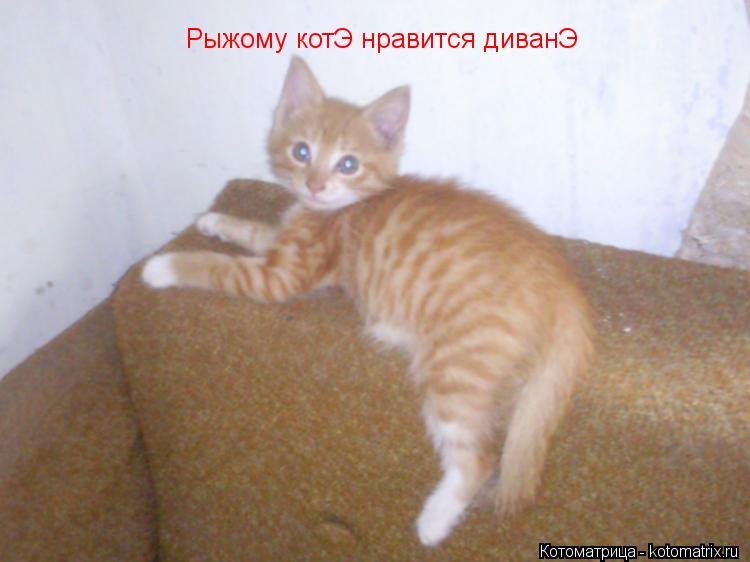 Рыжому котЭ нравится диванЭ... Котоматрица: Рыжому котЭ нравится диванЭ