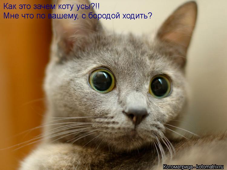 Как это зачем коту усы?!! Мне что по вашему, с бородой ходить?... Котоматрица: Как это зачем коту усы?!! Мне что по вашему, с бородой ходить?