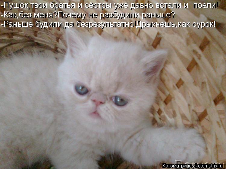 -Пушок,твои братья и сёстры уже давно встали и поели! -Как,без меня?Почему не разбудили раньше? -Ран... Котоматрица: -Пушок,твои братья и сёстры уже давно встали и поели! -Как,без меня?Почему не разбудили раньше? -Раньше будили,да безрезультатно!Дрыхнешь,ка