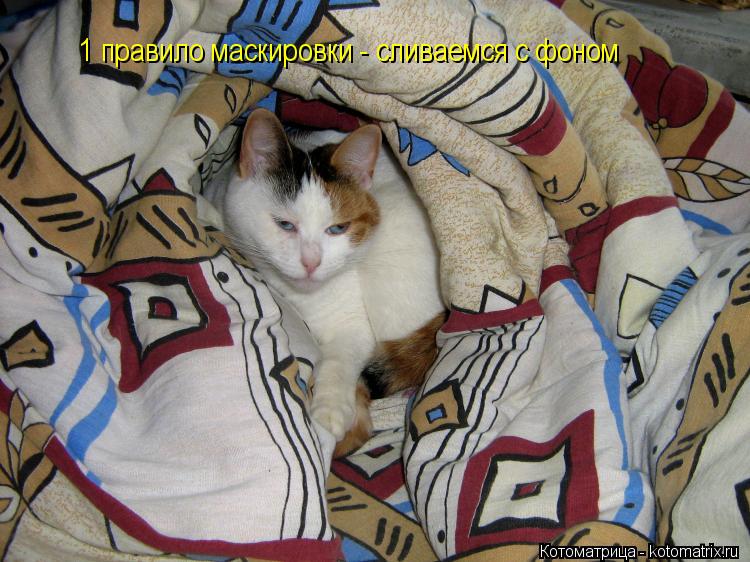 1 правило маскировки - сливаемся с фоном... Котоматрица: 1 правило маскировки - сливаемся с фоном