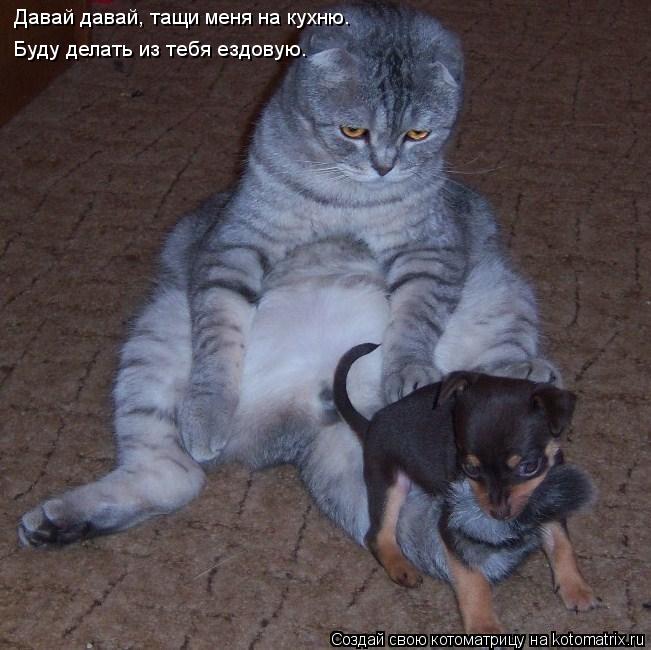 Давай давай, тащи меня на кухню. Буду делать из тебя ездовую.... Котоматрица: Давай давай, тащи меня на кухню. Буду делать из тебя ездовую.