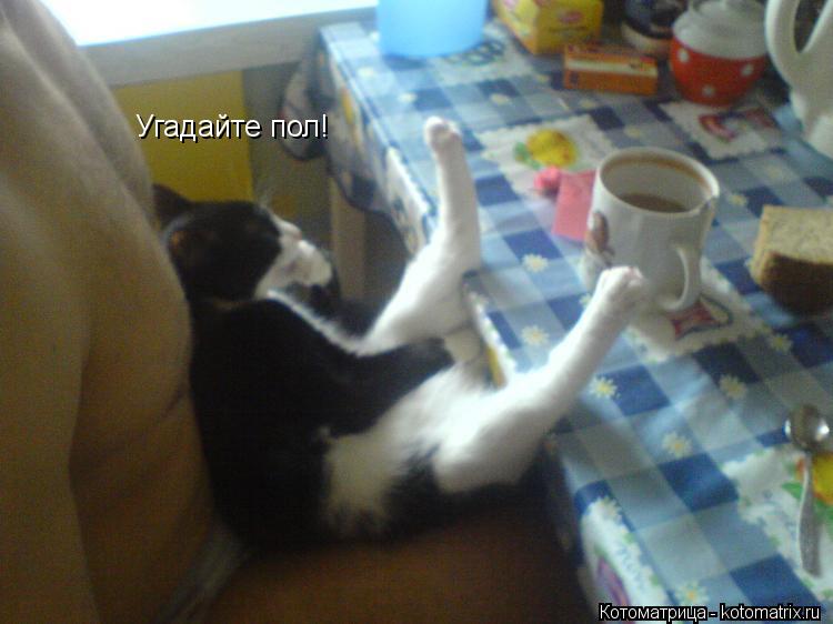 Угадайте пол!... Котоматрица: Угадайте пол!