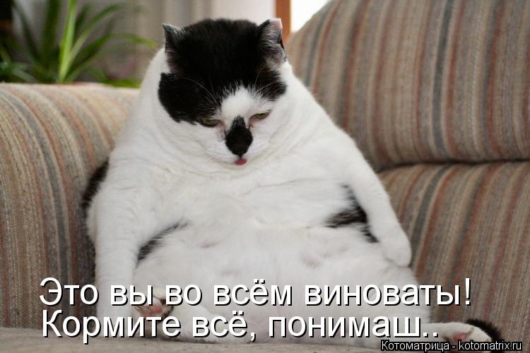 Это вы во всём виноваты! Кормите всё, понимаш..... Котоматрица: Это вы во всём виноваты! Кормите всё, понимаш..