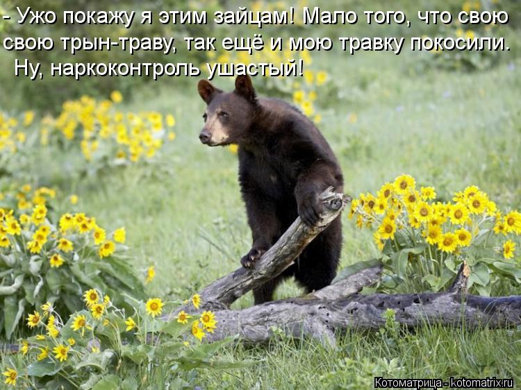 - Ужо покажу я этим зайцам! Мало того, что свою свою трын-траву, так ещё и мою травку покосили. Ну, н... Котоматрица: - Ужо покажу я этим зайцам! Мало того, что свою свою трын-траву, так ещё и мою травку покосили. Ну, наркоконтроль ушастый!