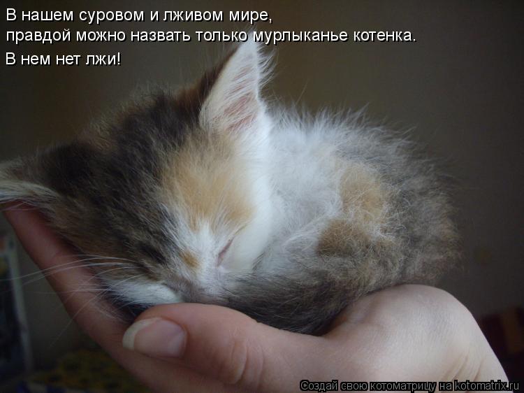 В нашем суровом и лживом мире, правдой можно назвать только мурлыканье котенка. В нем нет лжи!... Котоматрица: В нашем суровом и лживом мире, правдой можно назвать только мурлыканье котенка. В нем нет лжи!