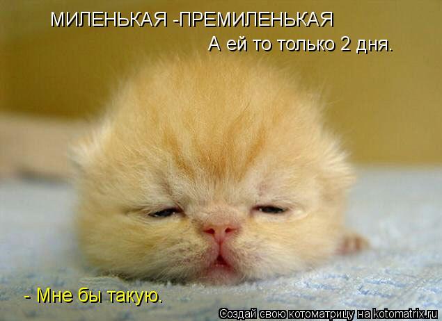МИЛЕНЬКАЯ -ПРЕМИЛЕНЬКАЯ А ей то только 2 дня. - Мне бы такую.... Котоматрица: МИЛЕНЬКАЯ -ПРЕМИЛЕНЬКАЯ А ей то только 2 дня. - Мне бы такую.
