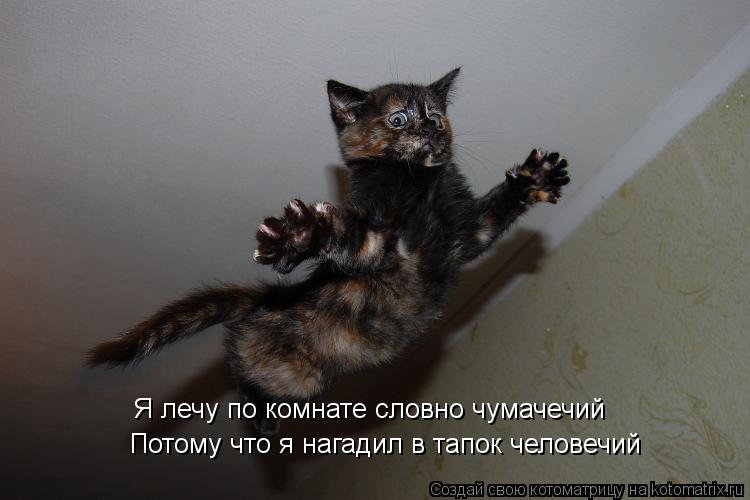 Я лечу по комнате словно чумачечий Потому что я нагадил в тапок человечий... Котоматрица: Я лечу по комнате словно чумачечий Потому что я нагадил в тапок человечий
