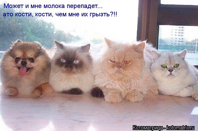 Может и мне молока перепадет... ато кости, кости, чем мне их грызть?!!... Котоматрица: Может и мне молока перепадет... ато кости, кости, чем мне их грызть?!!