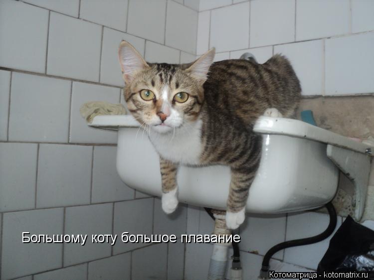 Большому коту большое плавание... Котоматрица: Большому коту большое плавание
