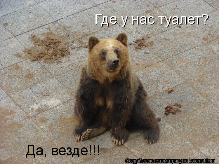 Где у нас туалет? Да, везде!!!... Котоматрица: Где у нас туалет? Да, везде!!!