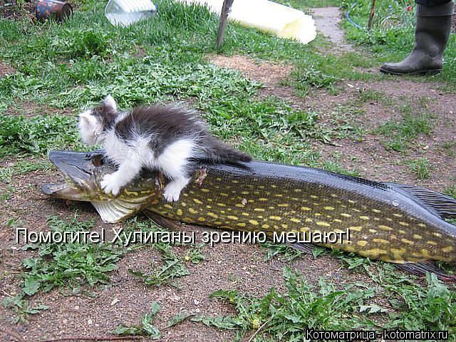 Помогите! Хулиганы зрению мешают!... Котоматрица: Помогите! Хулиганы зрению мешают!