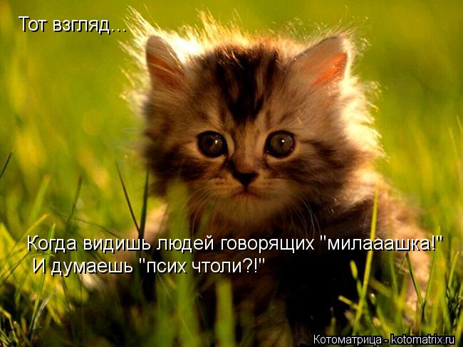 Тот взгляд... Когда видишь людей говорящих "милааашка!" И думаешь "псих чтоли?!"... Котоматрица: Тот взгляд... Когда видишь людей говорящих "милааашка!" И думаешь "псих чтоли?!"