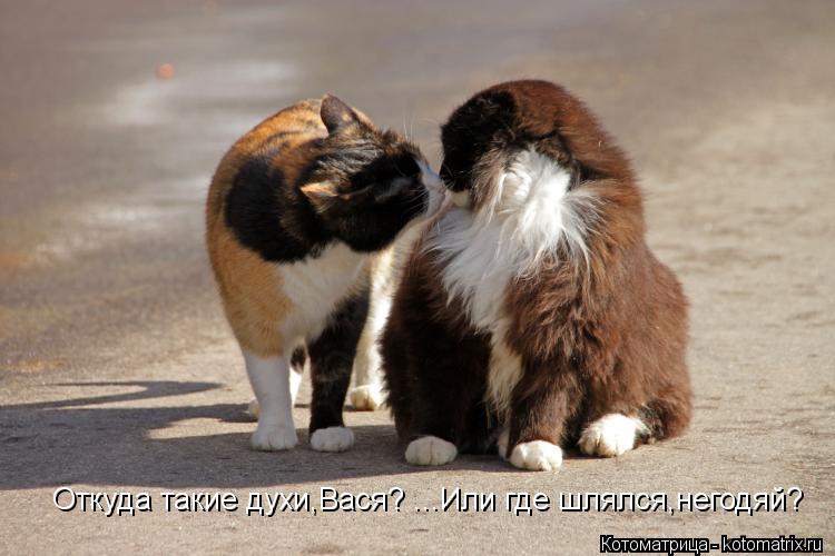 Откуда такие духи,Вася? ...Или где шлялся,негодяй?... Котоматрица: Откуда такие духи,Вася? ...Или где шлялся,негодяй?